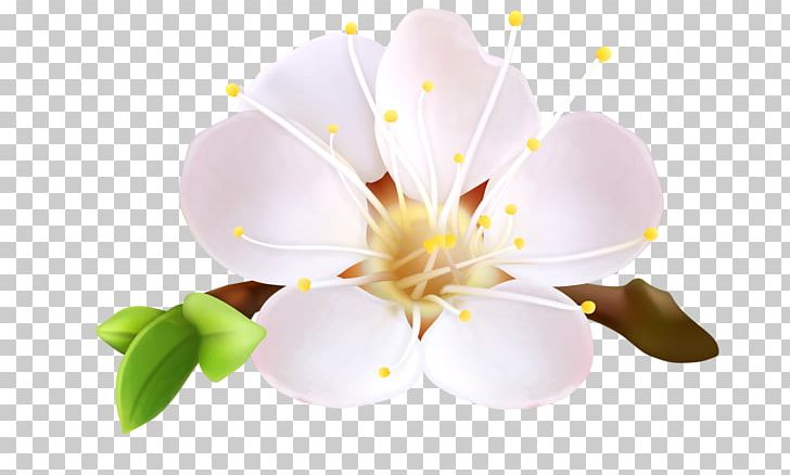 Flower Blossom PNG, Clipart, Blossom, Branch, Cherry Blossom, Common Daisy, Computer Wallpaper Free PNG Download
