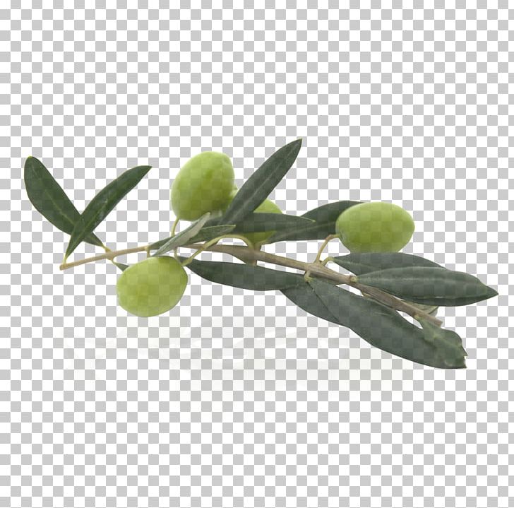 Olive Oil Food PNG, Clipart, Animaatio, Branch, Download, Food, Food Drinks Free PNG Download