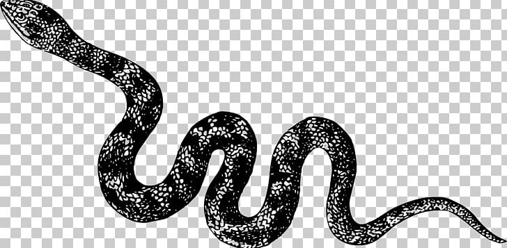 Snake Vipers Reptile Cobra PNG, Clipart, Animal, Animal Figure, Animals, Black And White, Boa Constrictor Free PNG Download