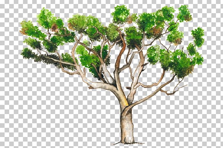 guava tree clip art