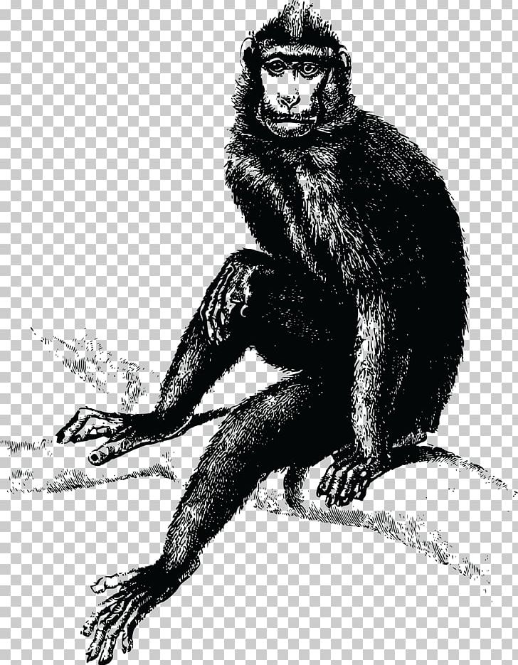 Common Chimpanzee Gorilla The Evil Monkey T-shirt PNG, Clipart, Animals, Ape, Black And White, Black Monkey, Carnivoran Free PNG Download