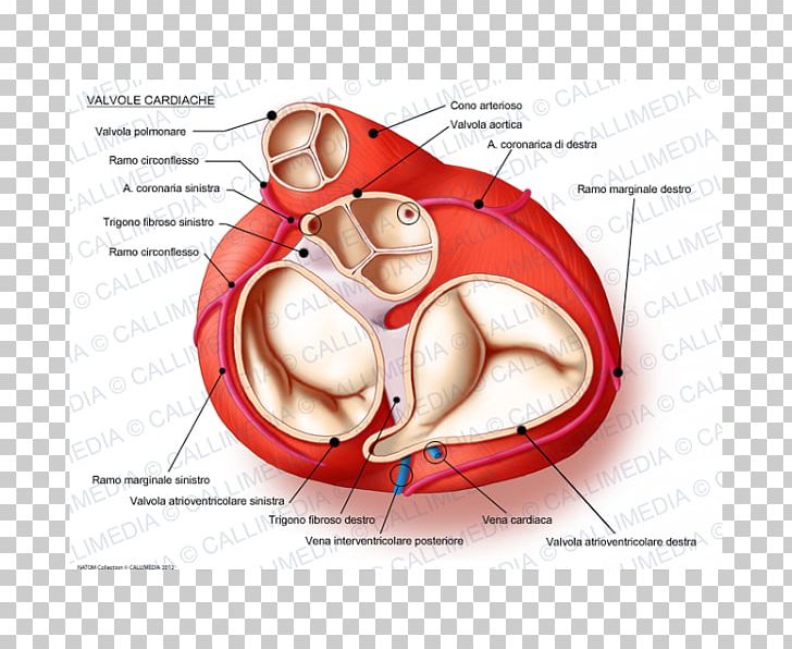 Heart Valve Anatomy Mitral Valve PNG, Clipart, Aorta, Aortic Valve, Atrioventricular Node, Cardiac Skeleton, Ear Free PNG Download