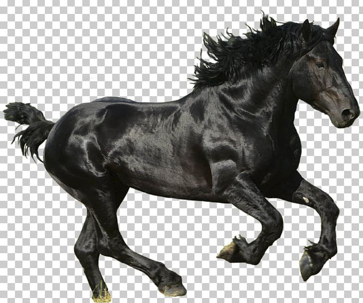 Mustang American Paint Horse PNG, Clipart, American Paint Horse, Animal Figure, Animals, Black, Computer Icons Free PNG Download