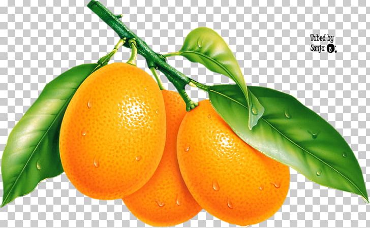Pomelo Mandarin Orange Tangerine PNG, Clipart, Bitter Orange, Citric Acid, Citrus, Clementine, Diet Food Free PNG Download