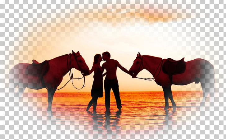 Romance American Quarter Horse Love Kiss Couple PNG, Clipart, Affection, Bridle, Couple, Desktop Wallpaper, Falling In Love Free PNG Download