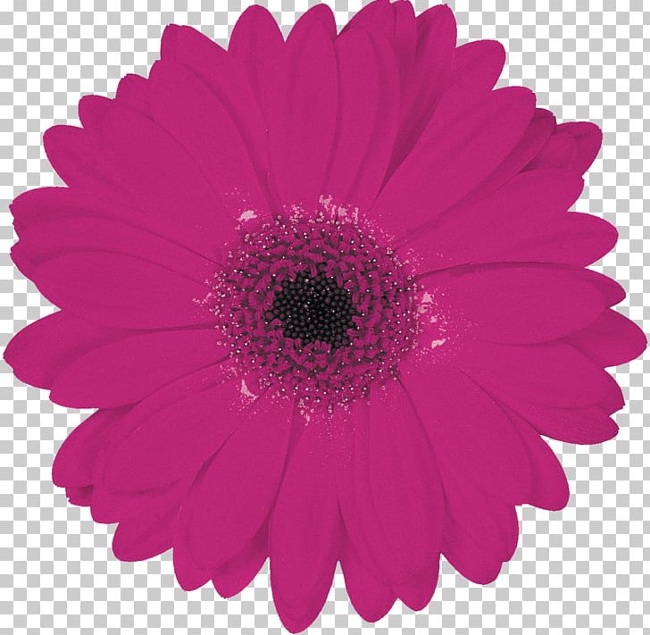 Transvaal Daisy Flower Bouquet Red Common Daisy PNG, Clipart, Bride, Chrysanths, Color, Common Daisy, Cut Flowers Free PNG Download