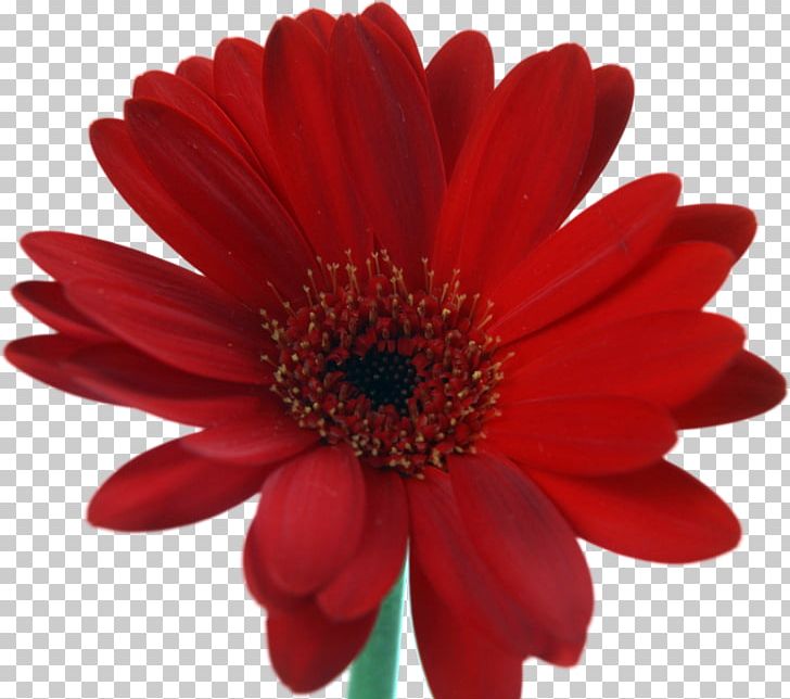 Desktop Flower Nosegay PNG, Clipart, Channel One Russia, Chrysanths, Computer Icons, Cut Flowers, Daisy Family Free PNG Download