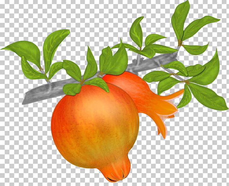 Mandarin Orange Pomegranate Tangerine Clementine PNG, Clipart, Apple, Bitter Orange, Branch, Citrus, Clementine Free PNG Download