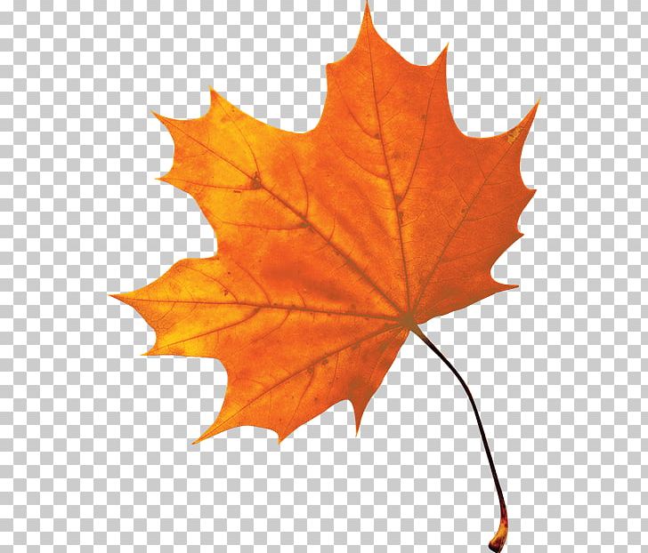 Maple Syrup Le Sirop D'érable Maple Leaf PNG, Clipart,  Free PNG Download