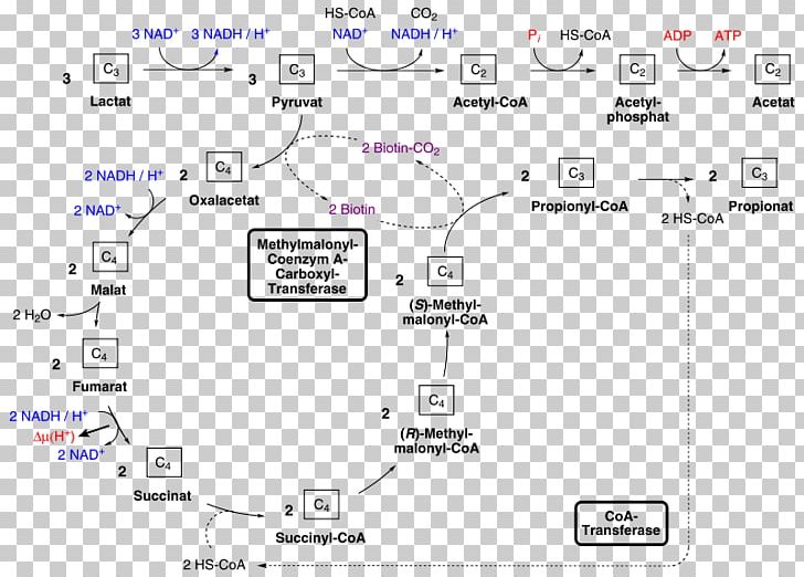 Methylmalonyl-CoA Mutase Propionic Acid Coenzyme A PNG, Clipart ...