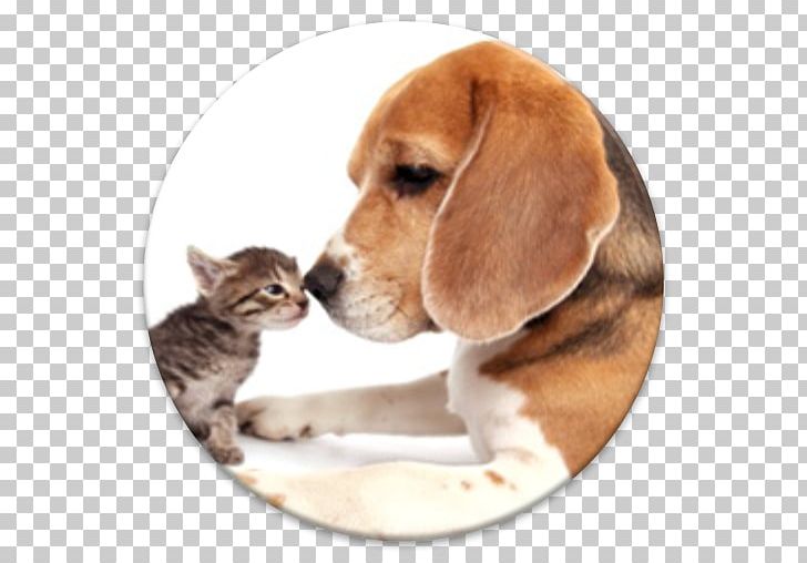 Beagle Harrier Puppy Cat Dog Breed PNG, Clipart,  Free PNG Download