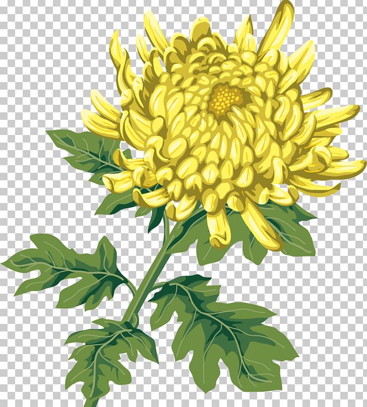 Chrysanthemum Cut Flowers Tulip Lilium PNG, Clipart, 2014, 2017, Advertising, Annual Plant, Chrysanthemum Free PNG Download