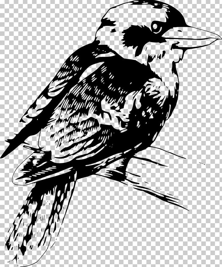 Drawing Kookaburra PNG, Clipart, Art, Artwork, Beak, Bird, Black And White Free PNG Download