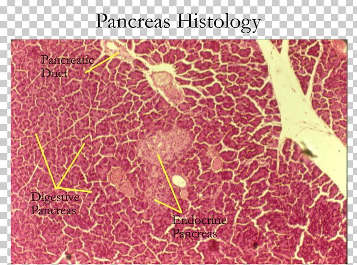 Exocrine Gland Pancreas Histology Endocrine Gland Endocrine System Png Clipart Acinus Blood Vessel Duct Endocrine Gland