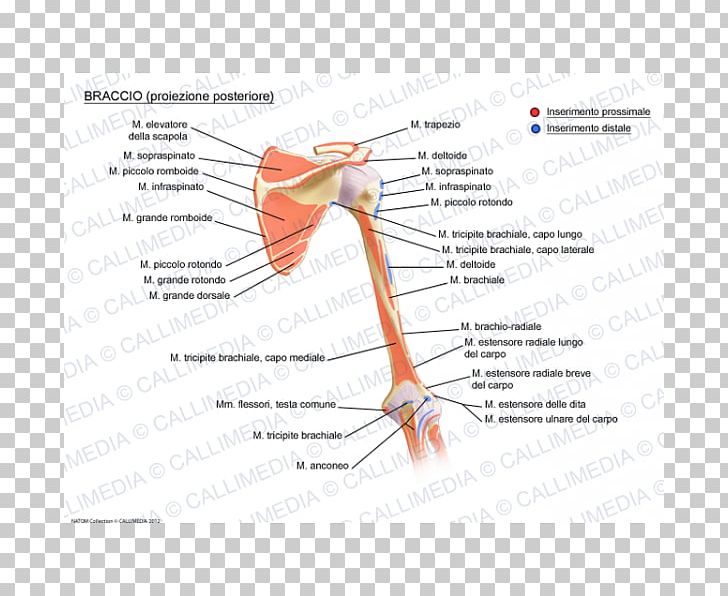 Joint Muscular System Augšdelms Muscle Anatomy PNG, Clipart, Anatomy, Angle, Arm, Diagram, Homo Sapiens Free PNG Download