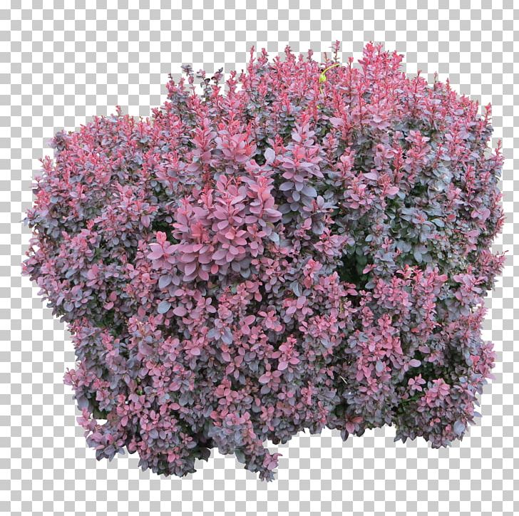 Bushes PNG, Clipart, Bushes Free PNG Download