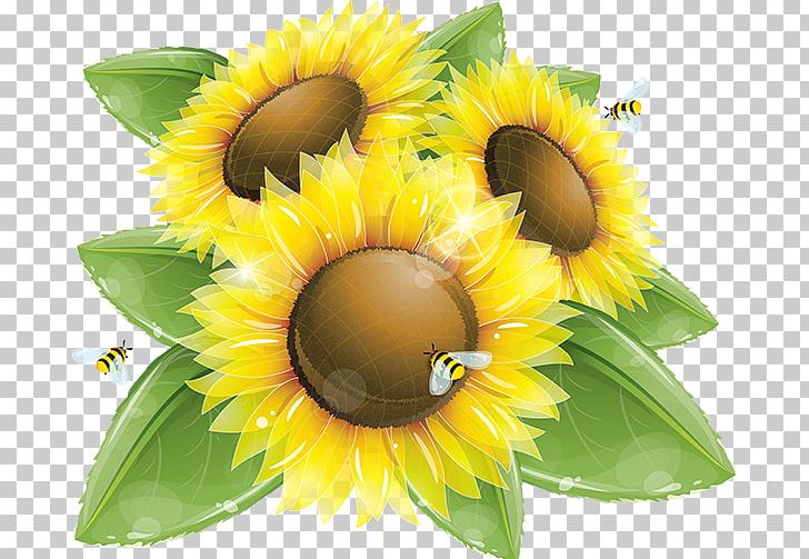 Common Sunflower Graphics Illustration PNG, Clipart, Common Sunflower, Cut Flowers, Daisy Family, Flower, Flowering Plant Free PNG Download