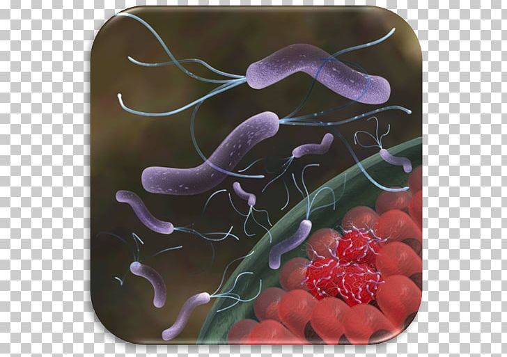 Helicobacter Pylori Infection Helicobacter Pylori Eradication Protocols Peptic Ulcer Disease PNG, Clipart, Amoxicillin, Bacteria, Disease, Gastroenterology, Helicobacter Free PNG Download