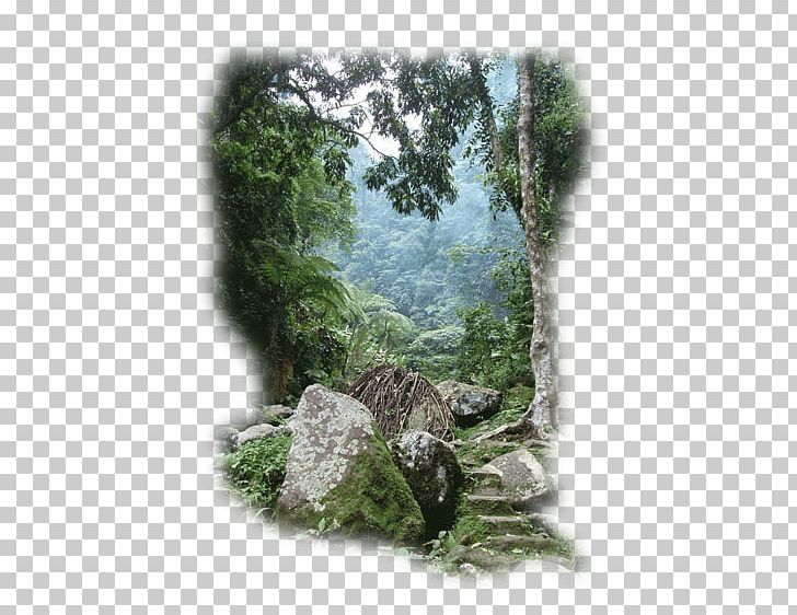 Philippines Rainforest Landscape Vegetation Jungle PNG, Clipart, Accommodation, Deniz Manzara, Ecosystem, Fauna, Flora Free PNG Download