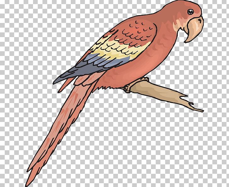 Budgerigar Macaw Bird Wing PNG, Clipart, Animals, Beak, Bird, Bird Of Prey, Budgerigar Free PNG Download