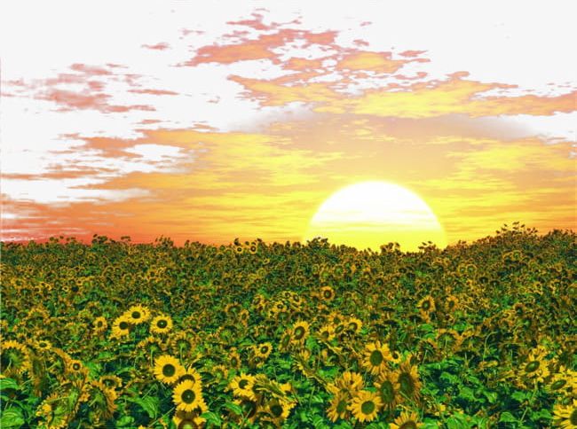 Golden Sunshine PNG, Clipart, Field, Flower, Flowers, Gold, Golden Clipart Free PNG Download