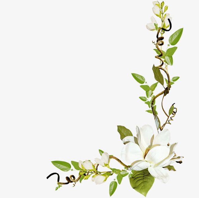 Leaves And White Flowers PNG, Clipart, Flower, Flowers, Flowers Clipart, Green, Green Leaves Free PNG Download