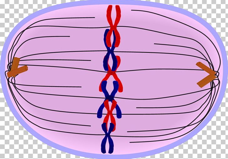 Prometaphase Mitosis Prophase Telophase PNG, Clipart, Anaphase, Area, Cell, Cell Cycle, Cell Division Free PNG Download