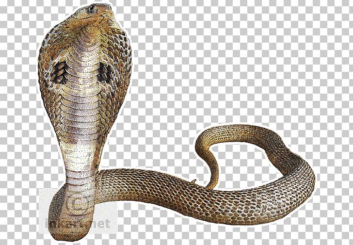Snake Indian Cobra King Cobra PNG, Clipart, Animals, Big Four, Boa Constrictor, Boas, Cobra Free PNG Download