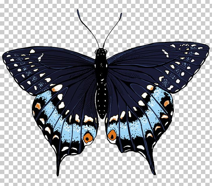 Swallowtail Butterfly Insect Papilio Machaon PNG, Clipart, Arthropod, Black Swallowtail, Brush Footed Butterfly, Butterfly, Drawing Free PNG Download