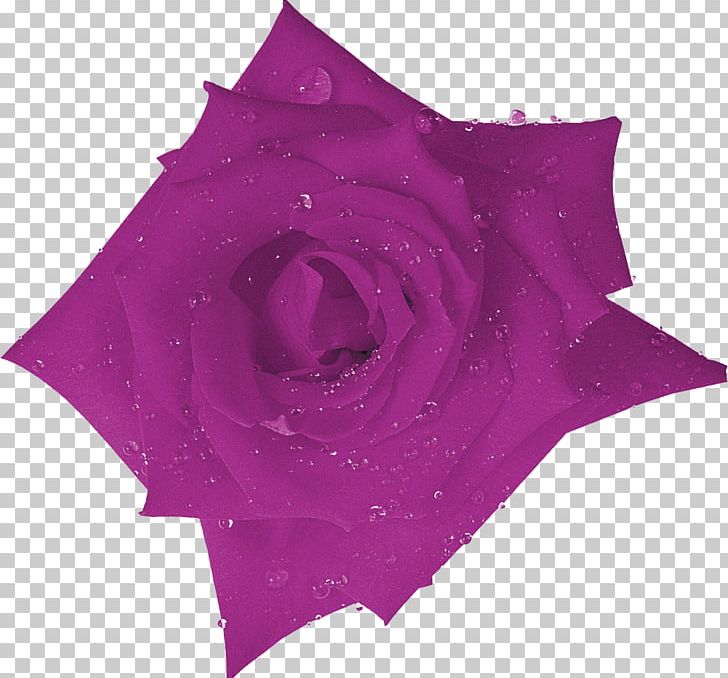 Beach Rose Purple Flower Lilac Orange PNG, Clipart, Beach Rose, Cut Flowers, Flower, Flowering Plant, Garden Roses Free PNG Download