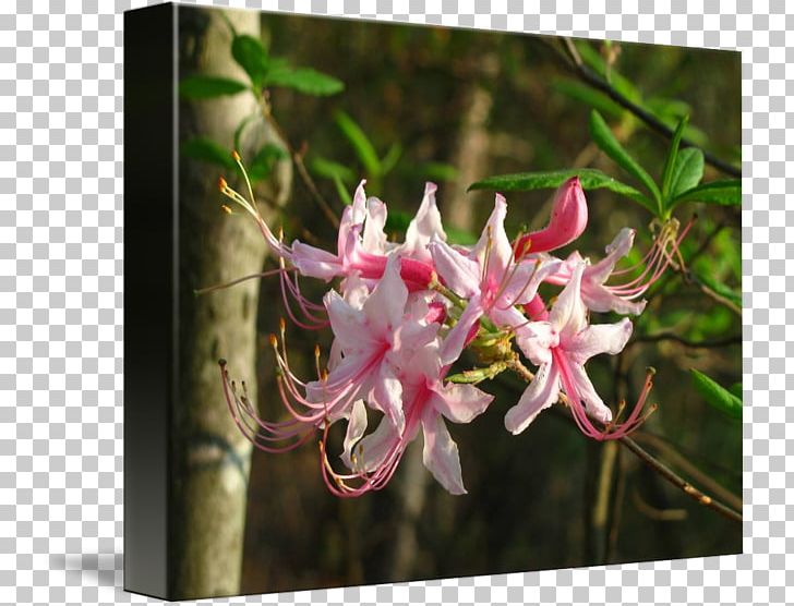 Honeysuckle Azalea Spider Flower PNG, Clipart, Azalea, Flora, Flower, Flowering Plant, Grevillea Free PNG Download