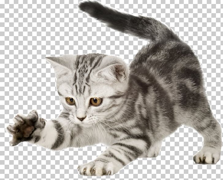 Kitten Cat Puppy Dog Scratching Post PNG, Clipart, American Shorthair, American Wirehair, Animal, Animals, Asian Free PNG Download