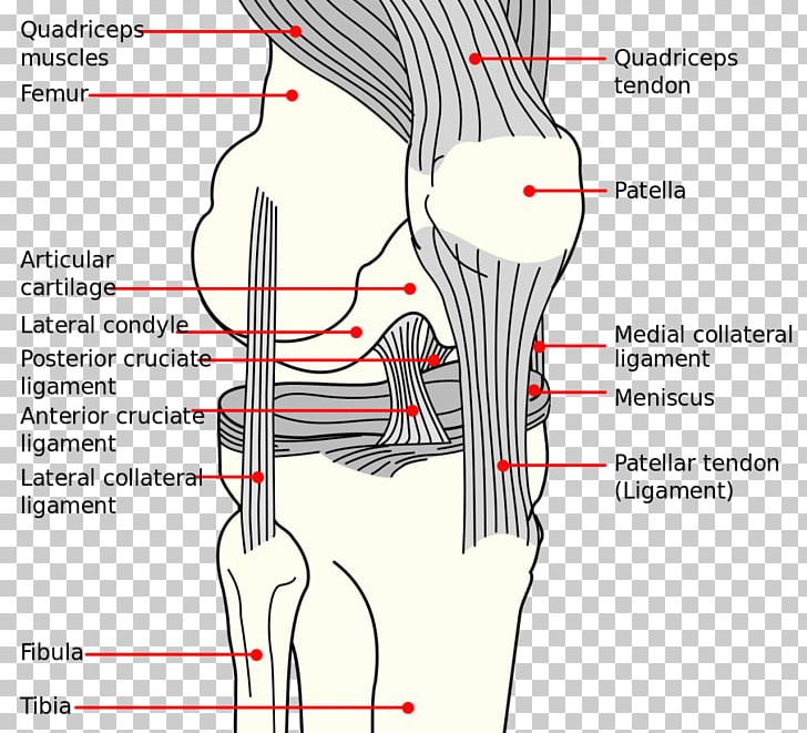 Knee Anterior Cruciate Ligament Medial Collateral Ligament Anatomy Diagram PNG, Clipart, Abdomen, Anatomy, Angle, Ant, Arm Free PNG Download