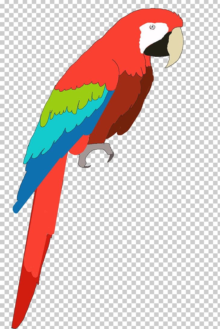 Parrot Bird Vertebrate Macaw Beak PNG, Clipart, Animal, Animals, Beak, Bird, Fauna Free PNG Download