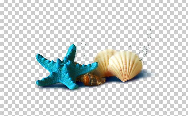 Blue Animals Ocean PNG, Clipart, Animals, Blister, Blue, Conch, Download Free PNG Download