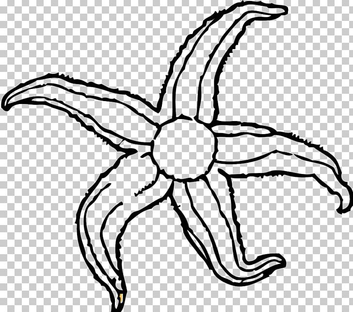Starfish PNG, Clipart, Animal, Artwork, Black And White, Blog, Clipart Free PNG Download