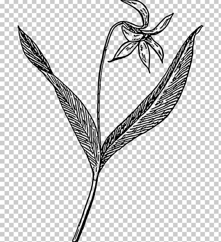 Drawing Violet Line Art PNG, Clipart, African Violets, Black And White, Branch, Color, Commodity Free PNG Download