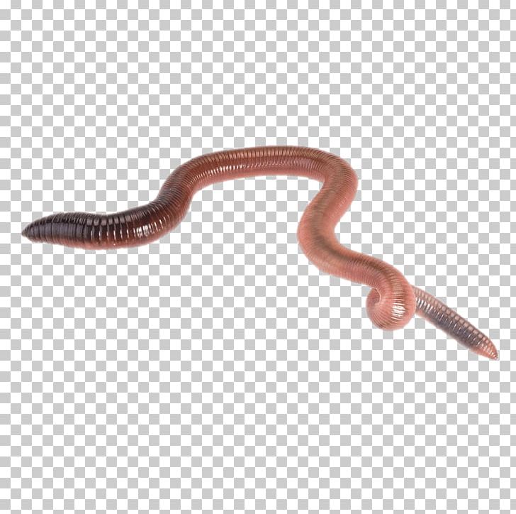 Earthworm Biology PNG, Clipart, Anatomy, Annelid, Earthworm, European Nightcrawler, Free Png Image Free PNG Download