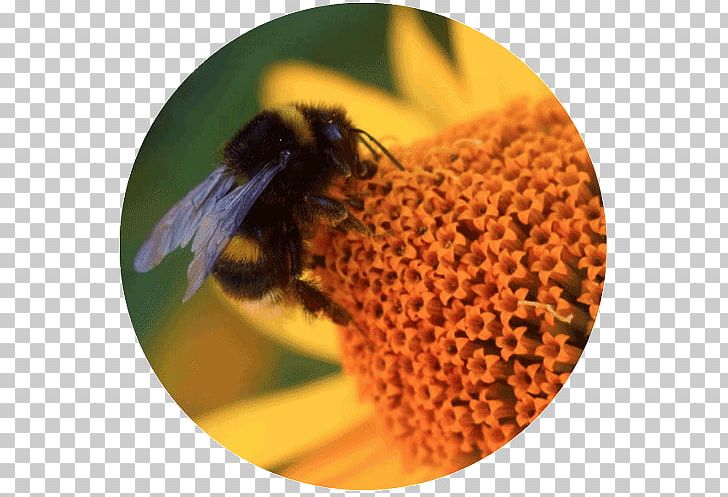 Honey Bee Bumblebee Insect Pollinator PNG, Clipart, Arthropod, Bee, Bee Pollen, Bees Gather Honey, Bumblebee Free PNG Download