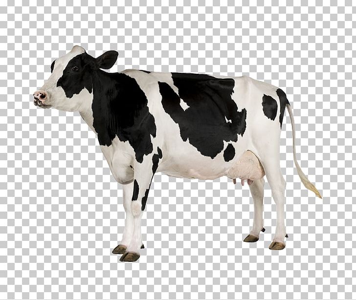 Holstein Friesian Cattle White Park Cattle Beef Cattle Milk Dairy Cattle PNG, Clipart, Animal Figure, Animal Zoo, Beef Cattle, Calf, Cattle Free PNG Download