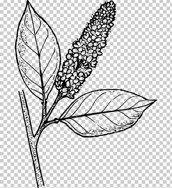 Line Art Bitter-berry Drawing PNG, Clipart, Area, Artwork, Bitterberry, Black And White, Botanical Illustration Free PNG Download