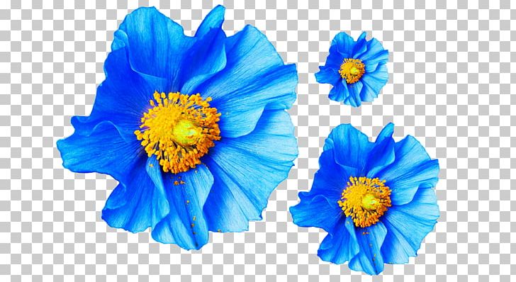Poppy Flower Blue Papaver Nudicaule Petal PNG, Clipart, Blue, Cobalt Blue, Cut Flowers, Floral Emblem, Flower Free PNG Download