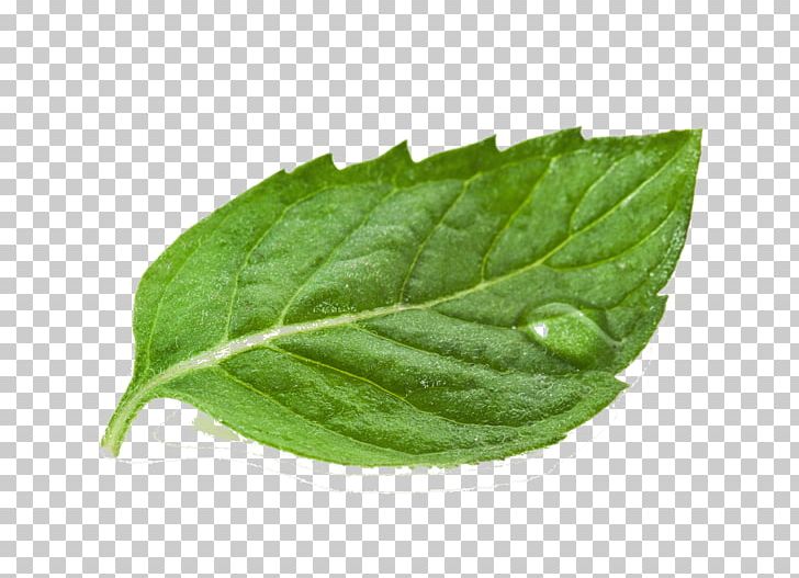 Tea White Mulberry Extract Leaf Powder PNG, Clipart, 1deoxynojirimycin, Bark, Basil, Extract, Food Free PNG Download