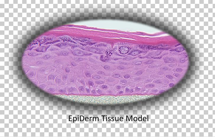 Epidermis MatTek Corporation Tissue Cell Skin PNG, Clipart, Cell, Cell Culture, Cell Growth, Dermis, Epidermis Free PNG Download
