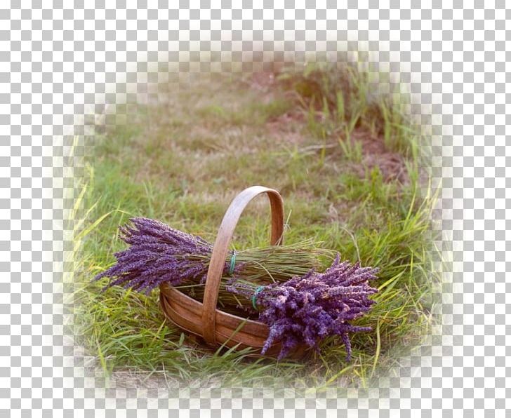 Provence English Lavender Lavender Fields Herb Mints PNG, Clipart, Blue, English Lavender, Flower, France, Grass Free PNG Download