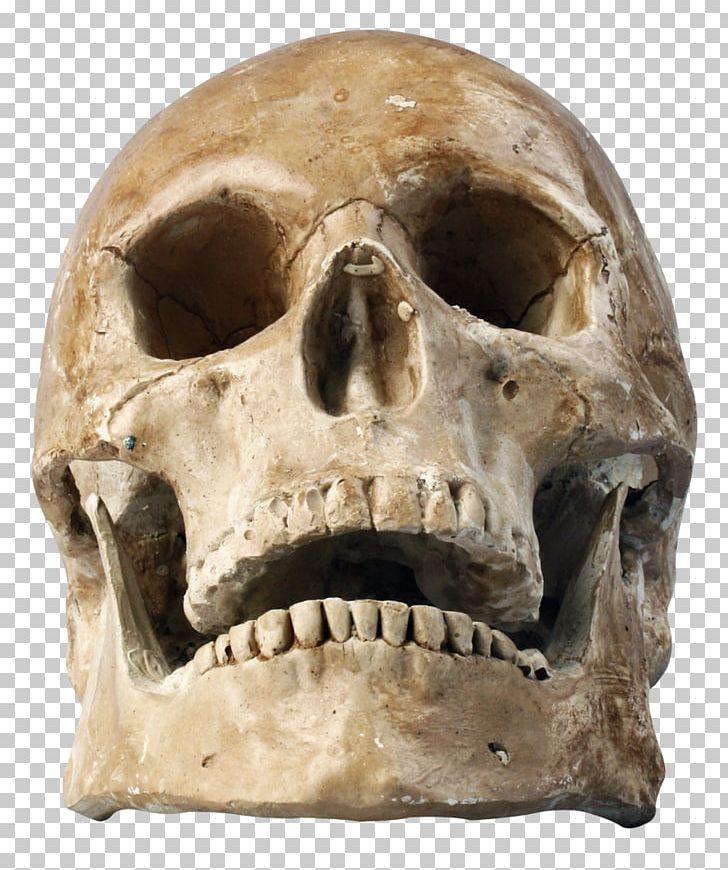 Skull Human Skeleton PNG, Clipart, Bone, Computer Icons, Fantasy, Homo Sapiens, Human Body Free PNG Download