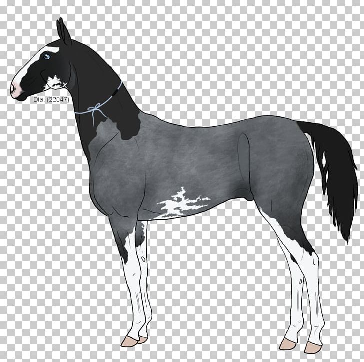 Stallion Mustang Foal Mare Colt PNG, Clipart, Bridle, Colt, Foal, Halter, Horse Free PNG Download
