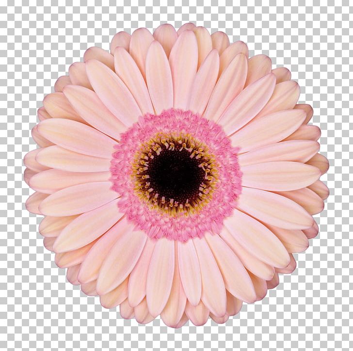 United States 0 Organization Transvaal Daisy Limited Liability Partnership PNG, Clipart, 2016, 2017, Alliance, Business, Cut Flowers Free PNG Download