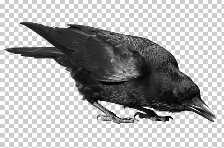 Crows PNG, Clipart, American Crow, Amor, Animal, Animals, Beak Free PNG Download