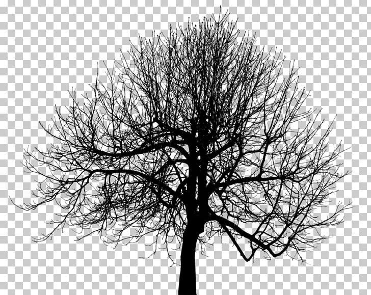 Desktop PNG, Clipart, 3d Computer Graphics, Art, Black And White, Branch, Clip Art Free PNG Download